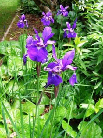 The combination of Siberian iris and Bergenia ciliata works very well