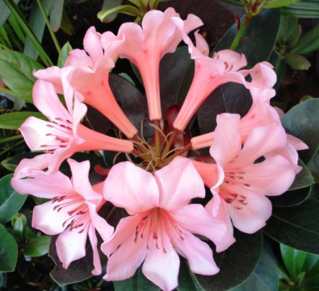 Sweet Vanilla Sweet Vanilla