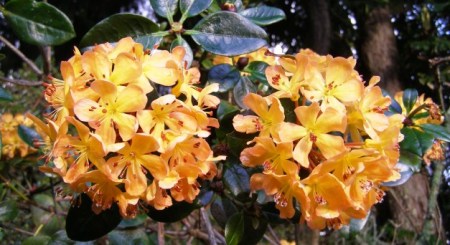 The original plant of R.macgregoriae, collected by Felix in New Guinea The original plant of R.macgregoriae, collected by Felix in New Guinea