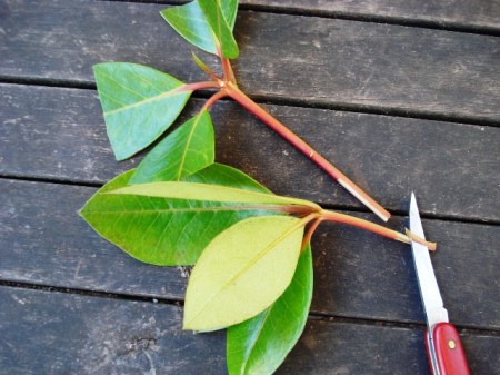 Preparing vireya cuttings - wound both sides Preparing vireya cuttings - wound both sides
