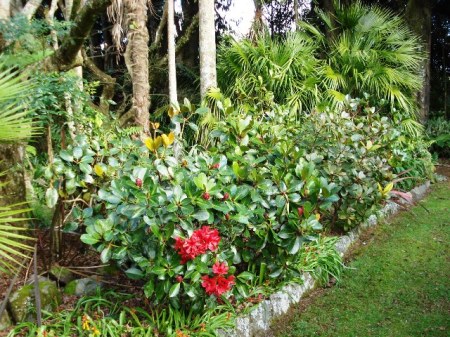 Vireyas used in a garden border Vireyas used in a garden border
