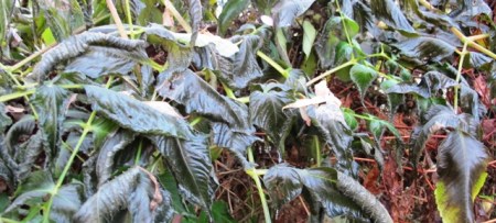 What a difference a week makes... frost damage