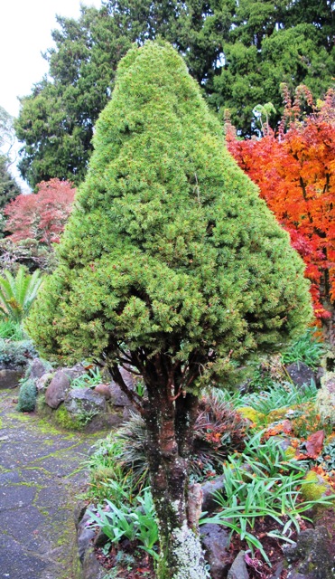 natara bonsai Natal Plum Bonsai Tree