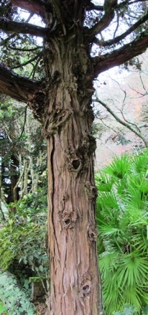 An example of lifting and limbing over many years. 