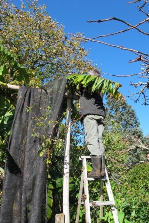 Two weeks from the shortest day - time to cover the banana