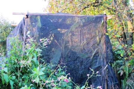 Done. I call it the Theatre of the Banana