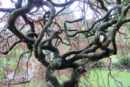 Finding the shapes within the plants, in this case a maple