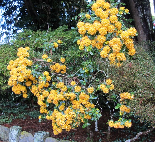 A reasonably remarkable mid winter sight - the original R. macgregoriae aged 55 years!