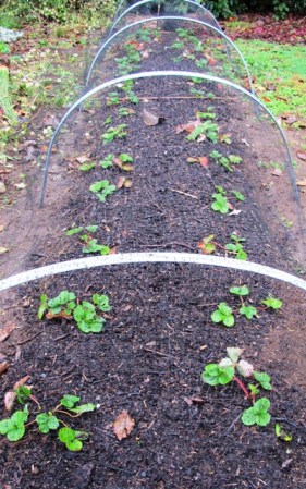 Netted already - mostly because of our unwelcome resident rabbit. 