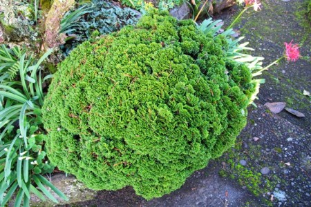 Chamaecyparis obtusa 'Caespitosa' is a little honey bun of a plant... after 50 years