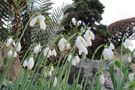 Galanthus S Arnott is a wonderful performer here