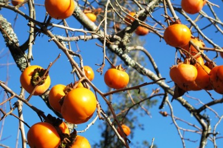 And the winner for colour this week - the persimmons
