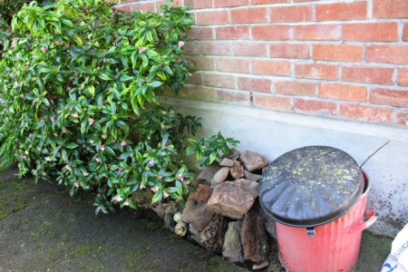 Daphne odora - happy around the back by the rubbish tin.