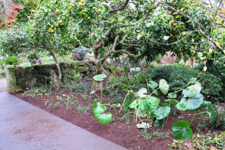 And after - it needs to grow but it is very tidy 