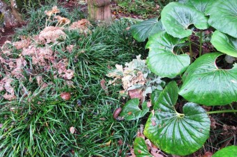 Before - too much mondo grass, not to mention superfluous hostas and Ligularia reniformis needing attention