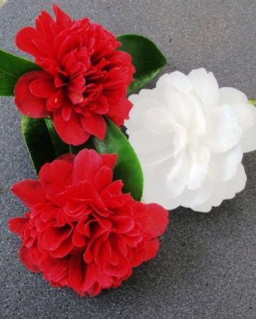 White ‘Early Pearly’ is one of the most beautiful of the sasanquas, while red ‘Takanini’ is a japonica which flowers from early to late in the season. 