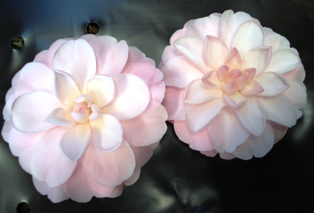 For perfection in a bloom, it is hard to go past the formal shape of Camellia ‘Mimosa Jury’ which has the added benefit of showing good weather tolerance without marking badly. 