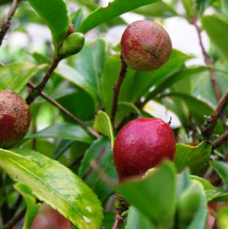 Camellia species can be grown from seed. There will be some seedling variation in the plants but they are usually close enough on appearance for hedging purposes. These are last year’s red seed pods on C. microphylla.