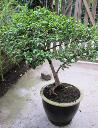 Camellia ‘Itty Bit’ is a dwarf variety that has been kept in a pot here for 20 years