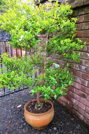 C. microphylla has been kept clipped and shaped in containers for at least 12 years. 