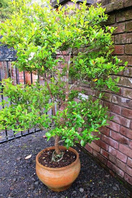 C. microphylla has been kept clipped and shaped in containers for at least 12 years. 