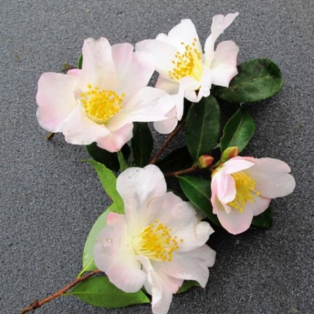 ‘Fairy Blush’ is a scented hybrid with a very long flowering season. 