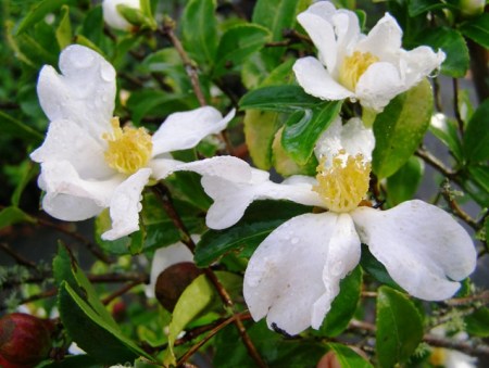 The dainty flowers on both C. microphylla and C. brevistyla are almost identical but last longer on the former, seen here. 