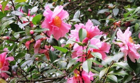 There is nothing special about the individual blooms on Camellia sasanqua ‘Showgirl’, but at the time when it flowers, there is nothing to rival its showiness.