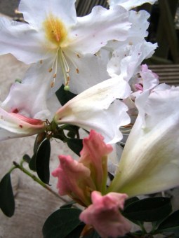 R. cubitti is a fragrant species which is easy to grow but because it flowers very early, it is not suitable for cold climate areas.  