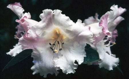 Floral Dance gets its scent from R. sino nuttallii but is a very different flower and plant.