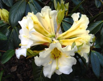 Floral Sun is the soft yellow half sister of Floral Dance and becomes a very tidy, compact garden plant with masses of blooms. 