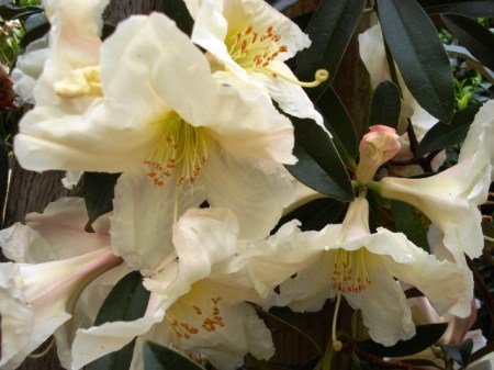 R. polyandrum is one of the most fragrant species with its huge blooms, but it is a larger grower with a very open habit. 