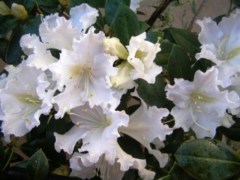 For frost-free areas, R. veitchianum is a gem with its pure white, frilly, scented flowers.  