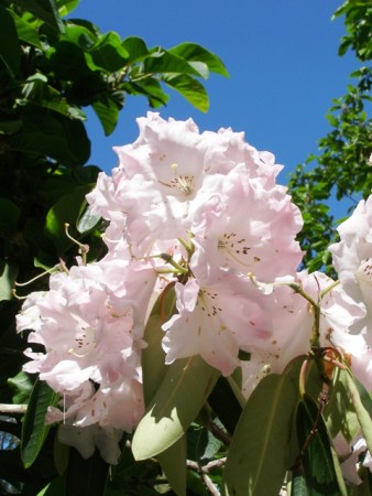 Loderi Venus is one of the fragrant Loderi series but hard to find for sale and more of a small tree. 