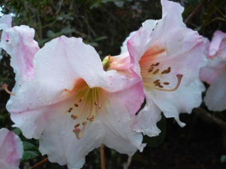 In the smaller growing, very fragrant white flushed pink class, Floral Gift is our preference