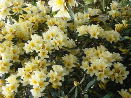 Felix Jury’s series of R. polyandrum hybrids brought a greater colour range to scented rhododendrons in New Zealand - Barbara Jury