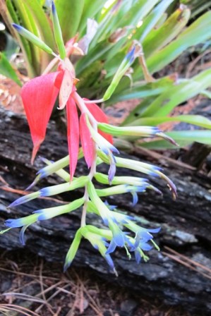 Bilbergia flowering in the winter woodland