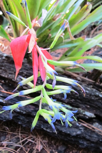 Bilbergia flowering in the winter woodland