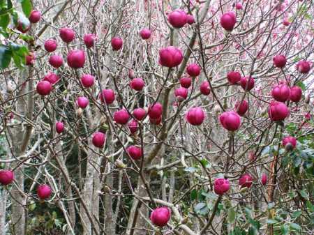 Magnolia Black Tulip