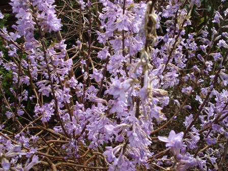 Deciduous, lacking scent and blue lilac but it is probably the most spectacular - Daphne genkwa