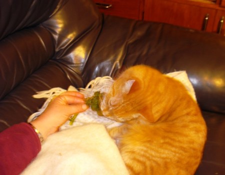 Buffy, the contrary cat, tries to convince us that kale is delicious