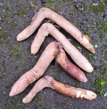 Gloriosa superba tubers