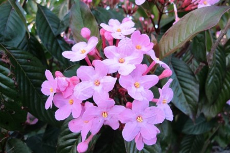 Luculia gratissima 'Early Dawn'