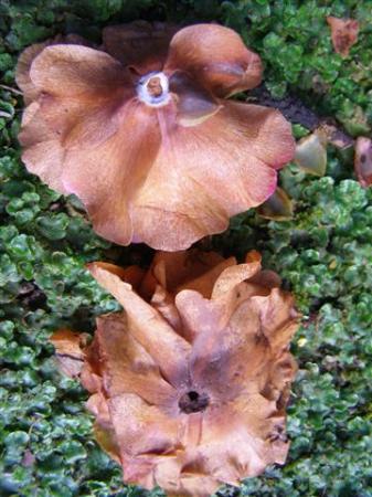 Camellia petal blight shows in the top flower as a distinctive white ring whereas the lower flower has been spoiled by botrytis. 