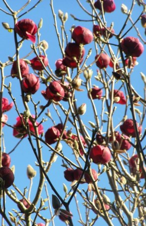 It may take a little while for the Black Tulip at Clarence House to reach this scale of display