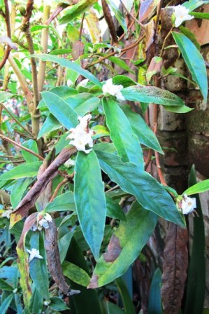 The good and the bad of the Himalayan Daphne bholua