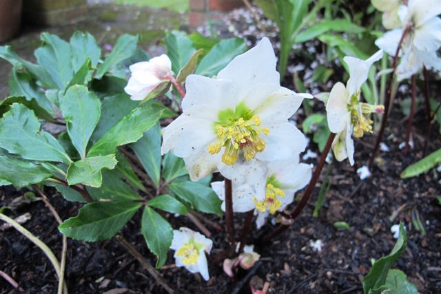 A simple but very pleasing combination of Helleborus niger for winter flowers, Calanthe arisarnensis for  spring, some random dwarf narcissi - and interesting foliage all summer