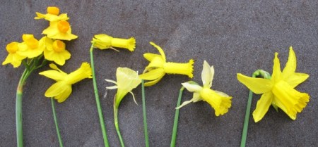 A selection of early flowering narcissi from the garden this week