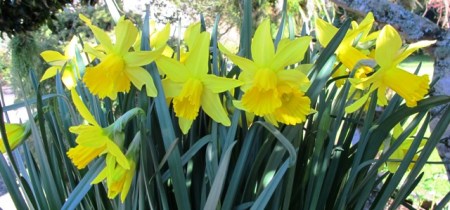 Narcissus Peeping Tom is a wonderful early season performer