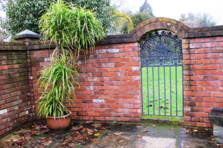 Softening the scene but Cordyline stricta has to be repotted every year 